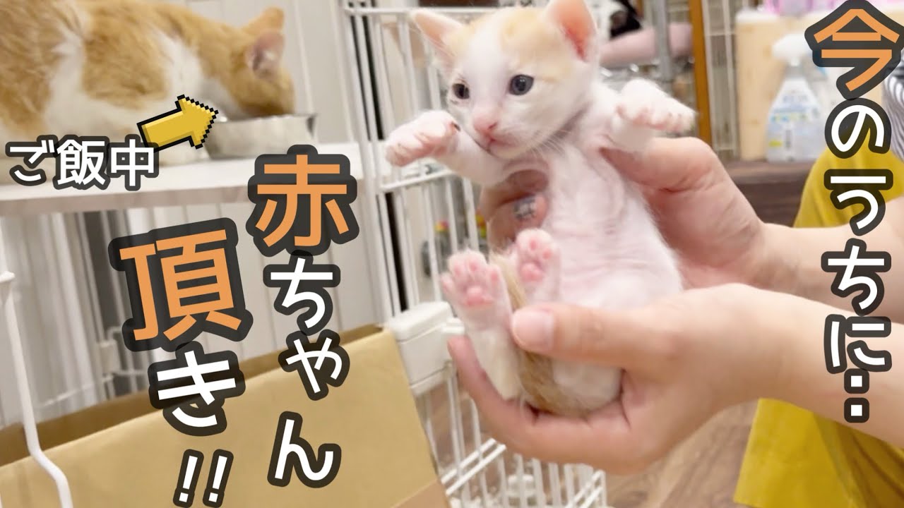 お母ちゃんがご飯食べてる隙に、赤ちゃん盗んでみた…。