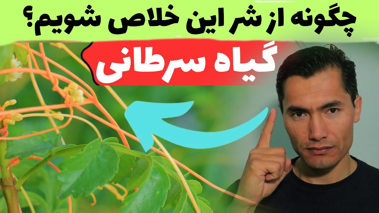 گیاه سرطانی سس یا زرد پیچک را چگونه کنترل و نابود کنیم؟