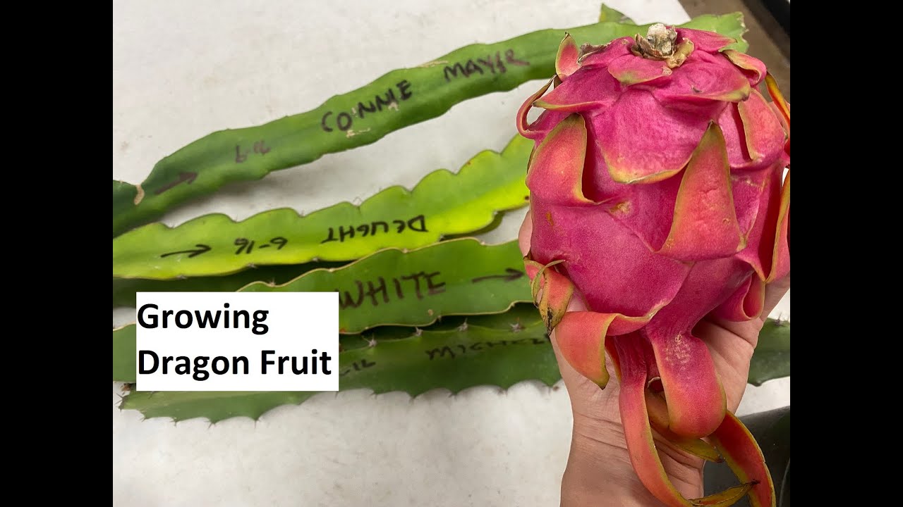 Growing Dragon Fruit
