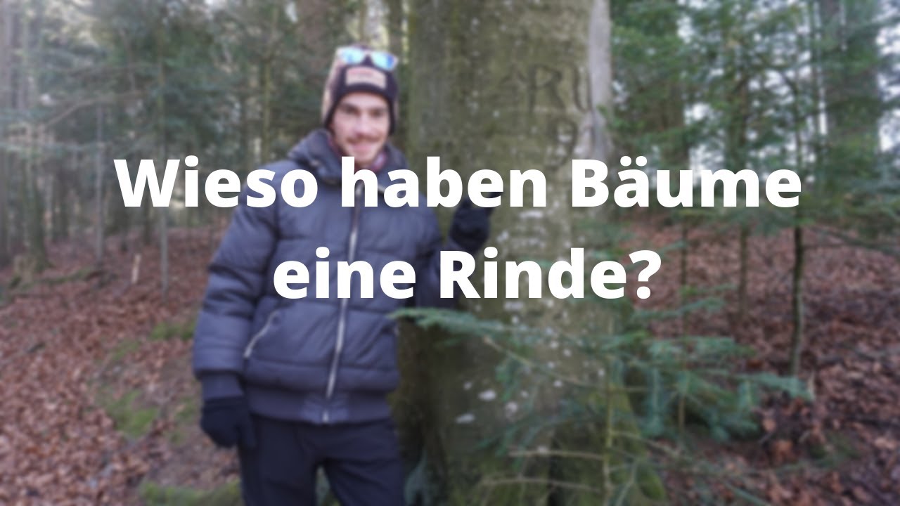 Wieso haben B&auml;ume eine Rinde? Naturkunde MyWoid Bayerischer Wald Bushcraft