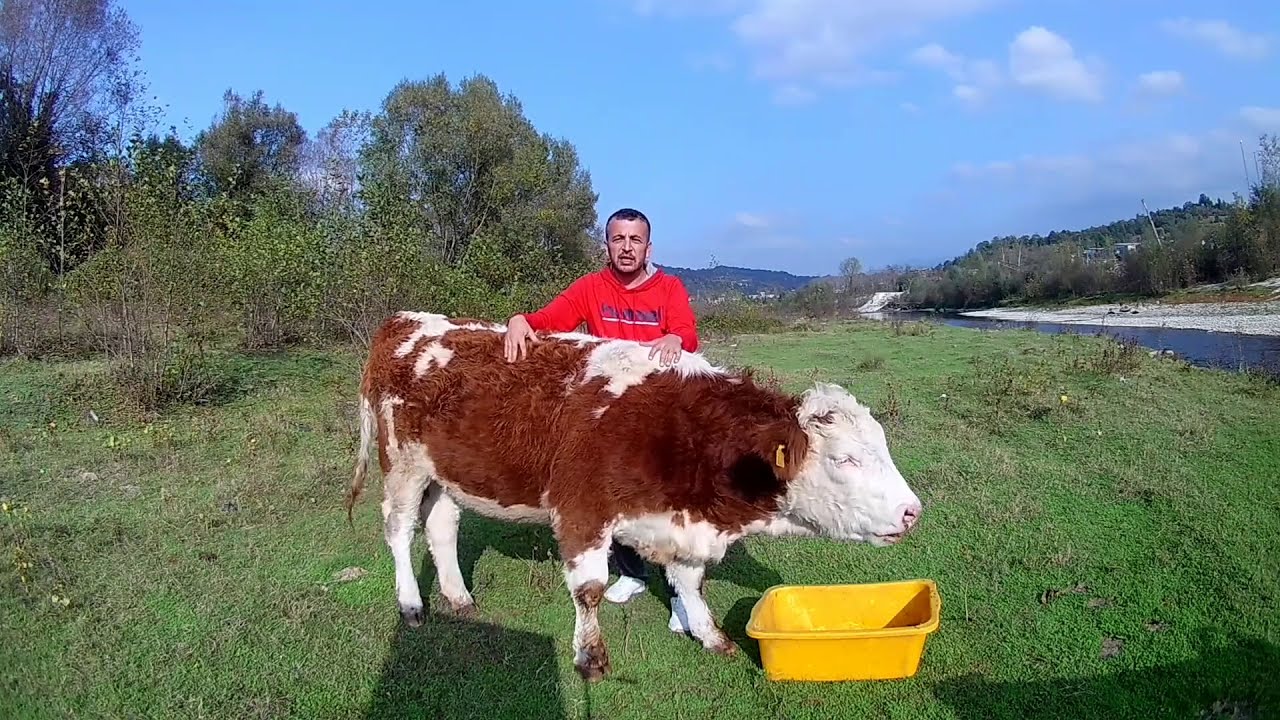 SİMENTAL IRKI ÖZELLİKLERİ