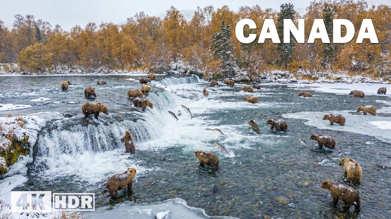 CANADA SAUVAGE | Le Royaume des G&eacute;ants qui Dominent la Nature | Documentaire animalier