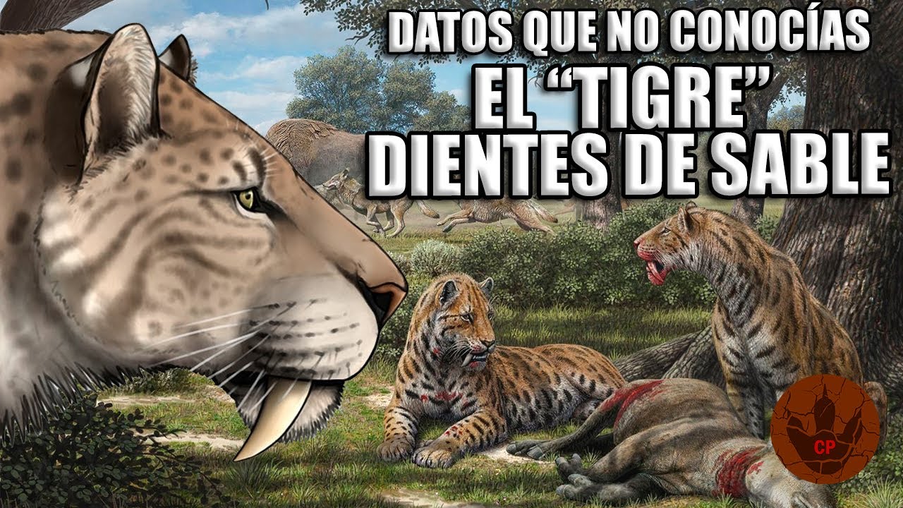 ¿REALMENTE ERA UN TIGRE? - EL FAMOSO DIENTES DE SABLE (SMILODON)