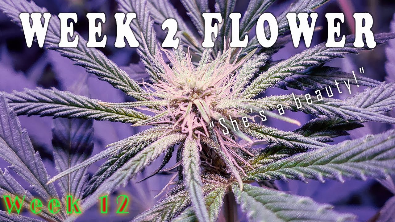 Week 2 Flower Update! (Week 12 From Seed)
