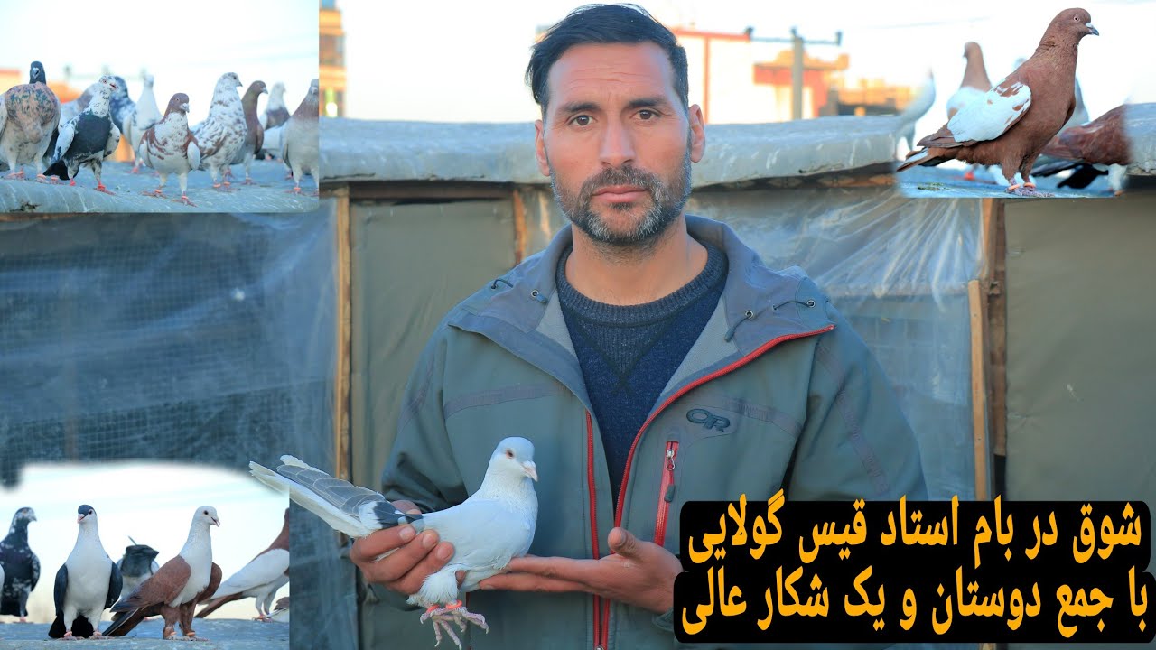 شوق با جمع دوستان در بام استاد قیس گولایی / منطقه قلعه موسی / بهترین رفت و برگشت کفتر و یک شکار عالی