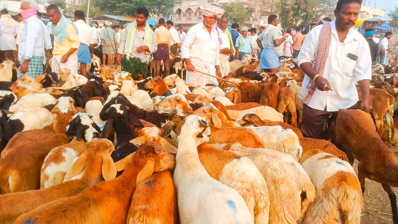 చిన్న చిన్న పొట్టేలు!! ఈ శనివారం రేట్లు!! పెబ్బేరు మార్కెట్!!pebbeir market!!28/02/2026