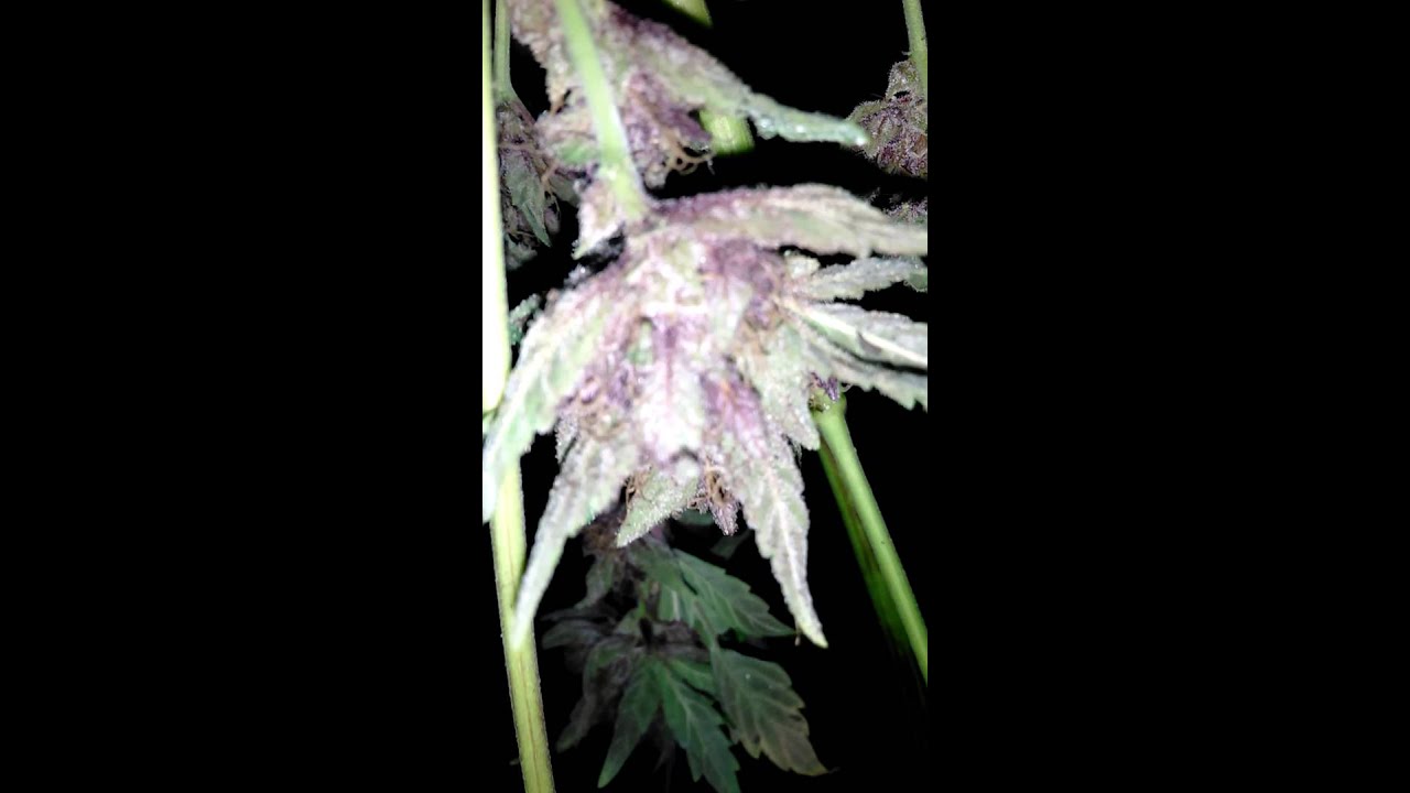 Purple bud