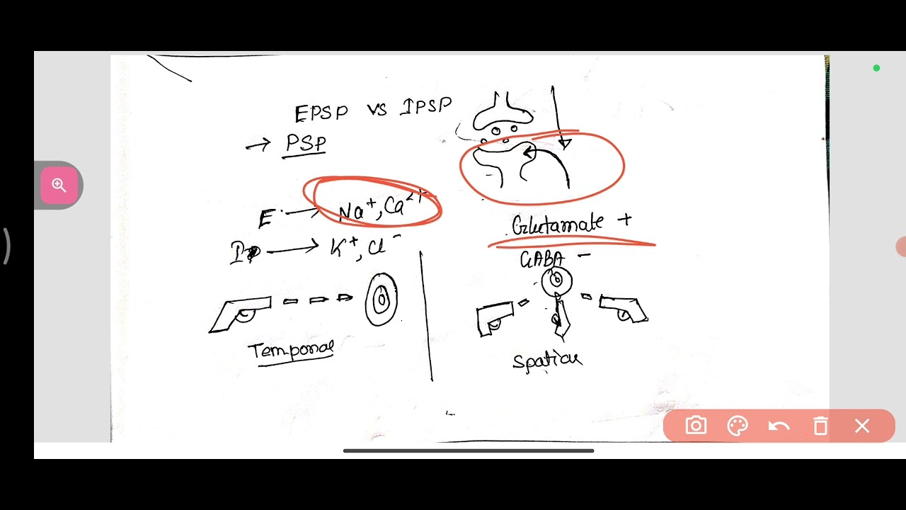 EPSP vs IPSP #physicon #cns #physiology