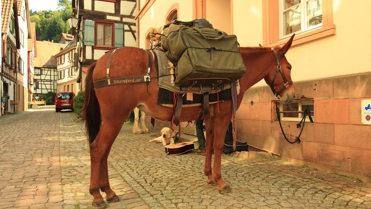 Aus dem Leben eines Taugenichts - Auf Tour mit dem Packpferd. Wandern mit Packtier Pferd, Esel