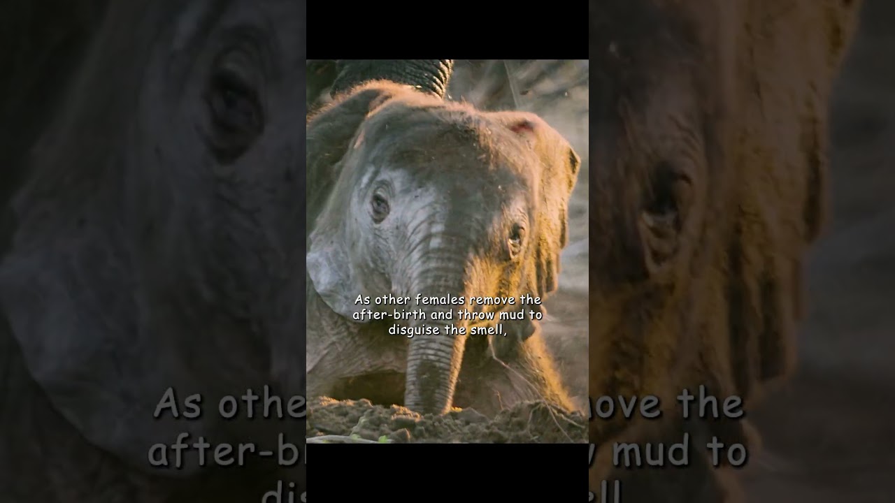 Только исключительные родительские навыки позволят слоненку безопасно совершить это путешествие. ...