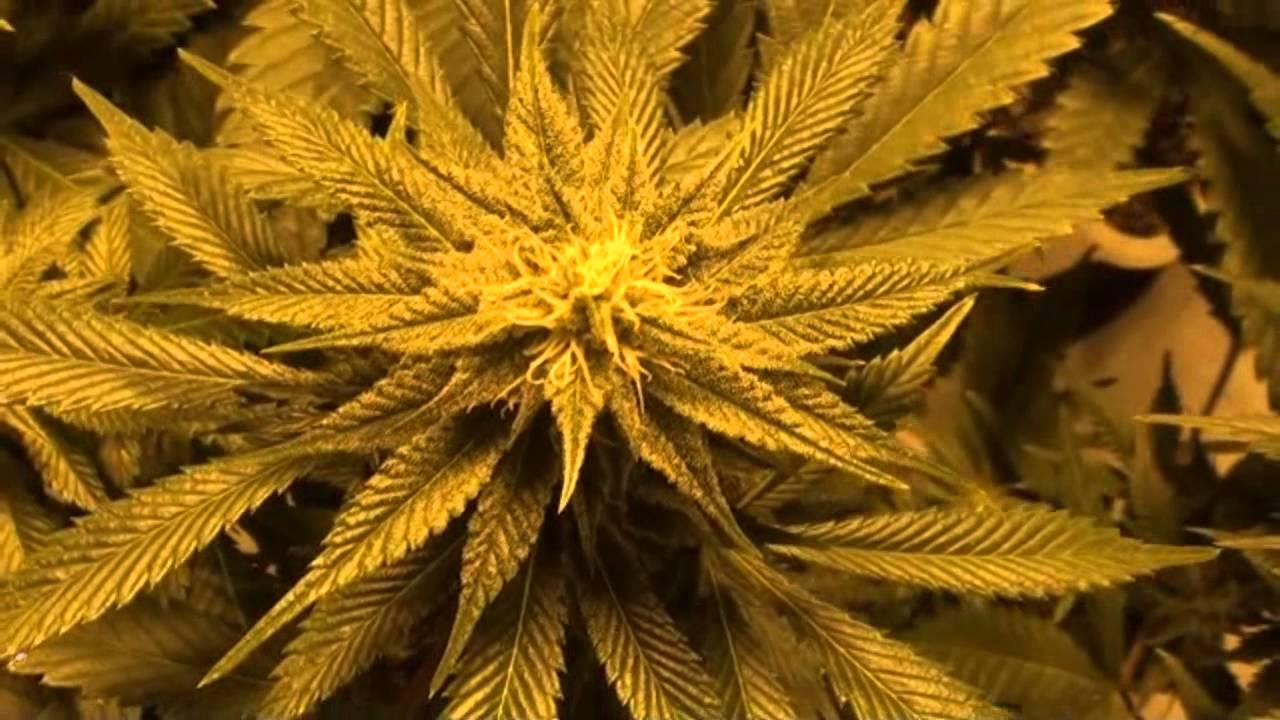 MOTIVLAND UPDATE #2- Week #4