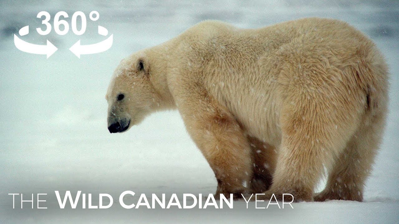 An Up-Close Encounter with Bratatouille, a Bold Polar Bear in Churchill Manitoba (360 Video)