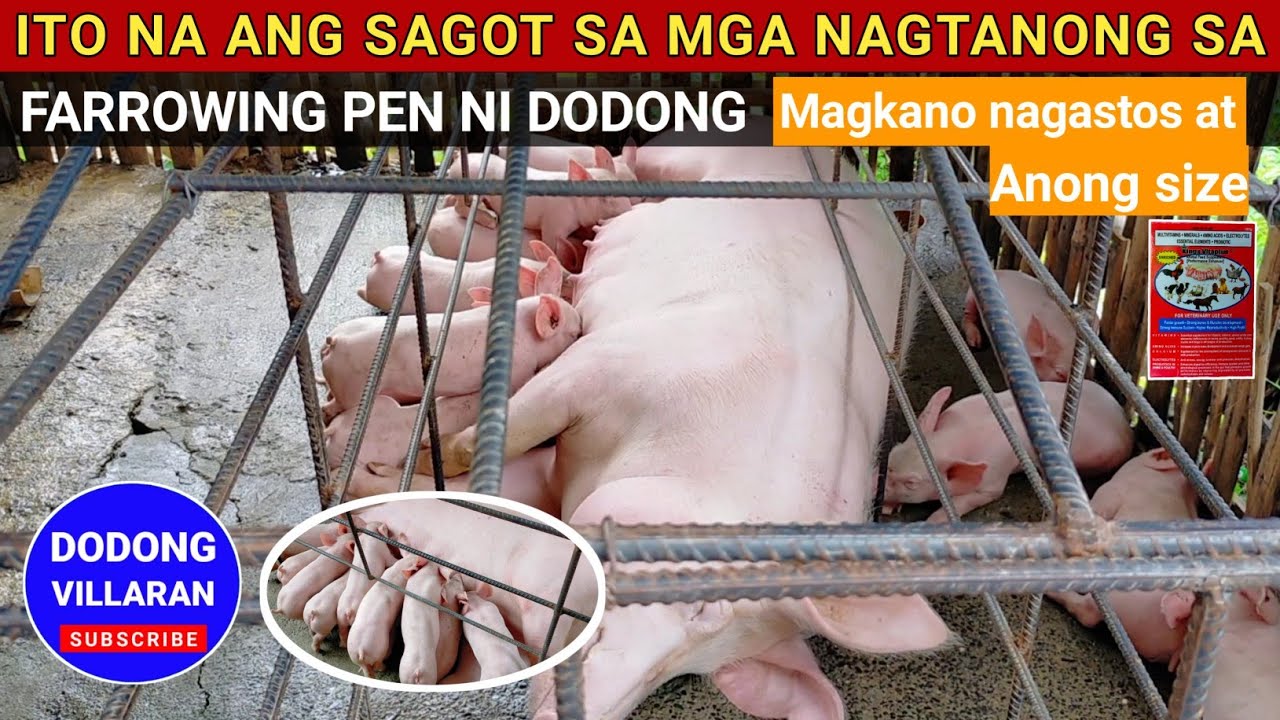 Ano sukat ng farrowing pen sow ko at magkano nagastos l 343