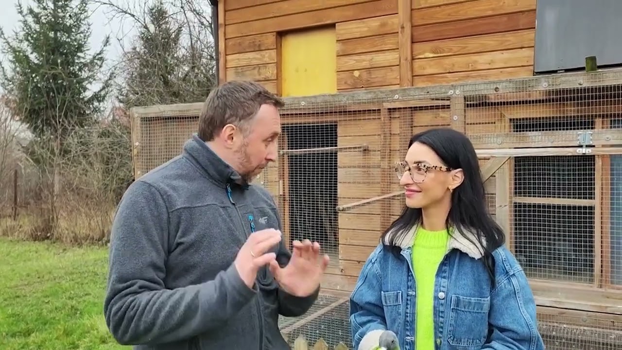 Jak zdobyć mistrzostwo gołębi w kategorii maraton-sprawdzone sposoby Łukasza Lesiów II v-ce mistrza.