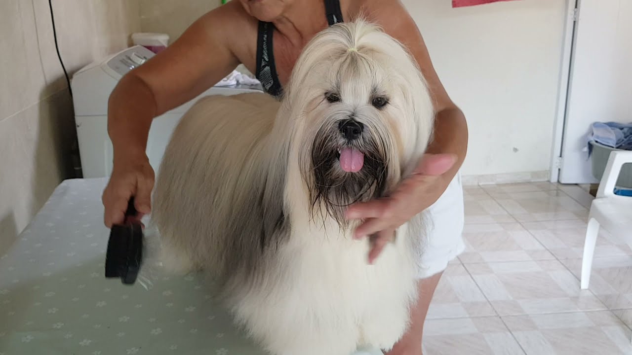 #cachorros  Lhasa  Apso
