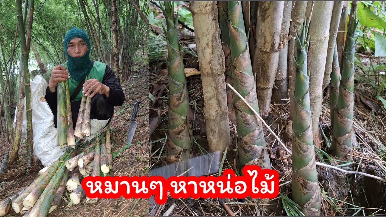 หาอยู่หากิน หาหน่อไม้ไว้กินยามบ่มี