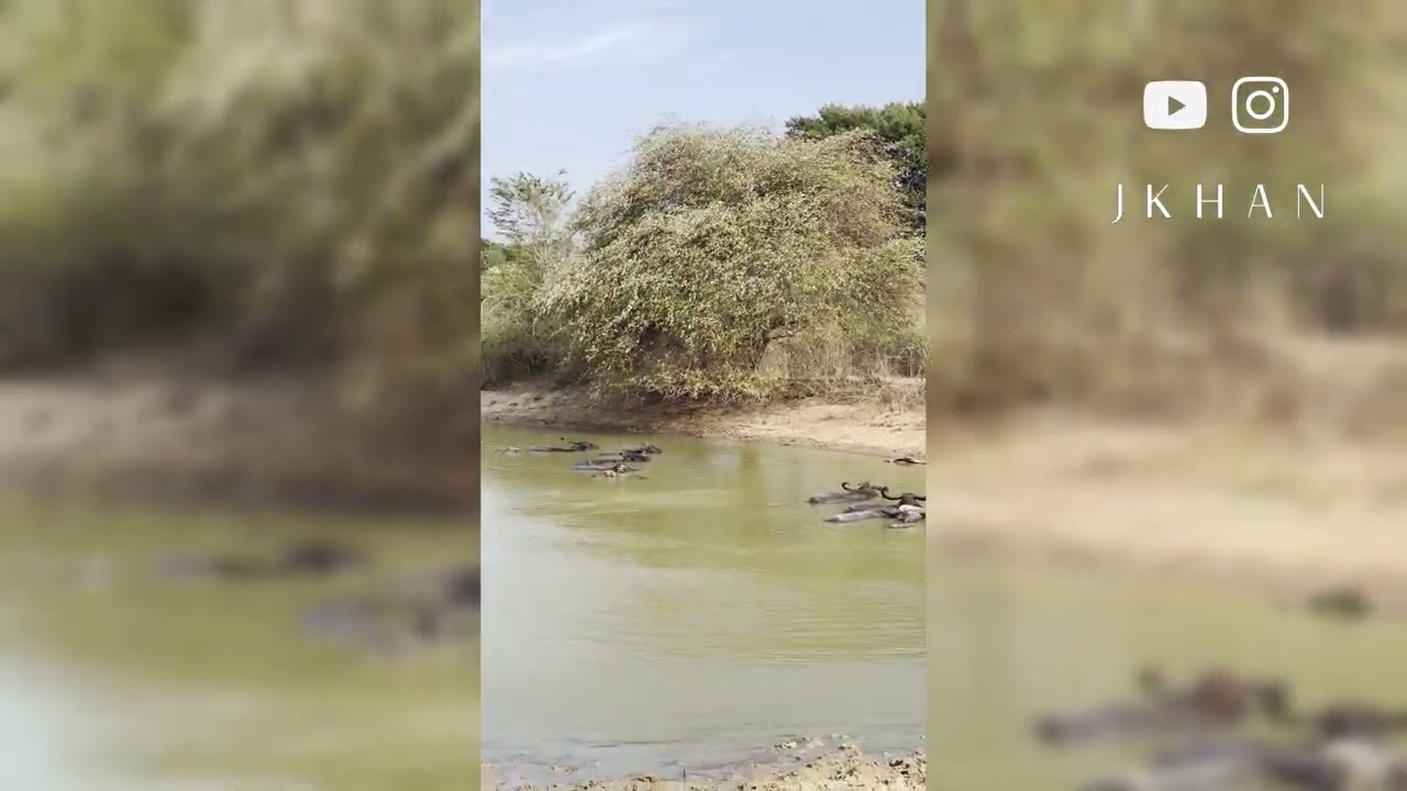 Yala National Park highlights | Majestic Sri Lanka