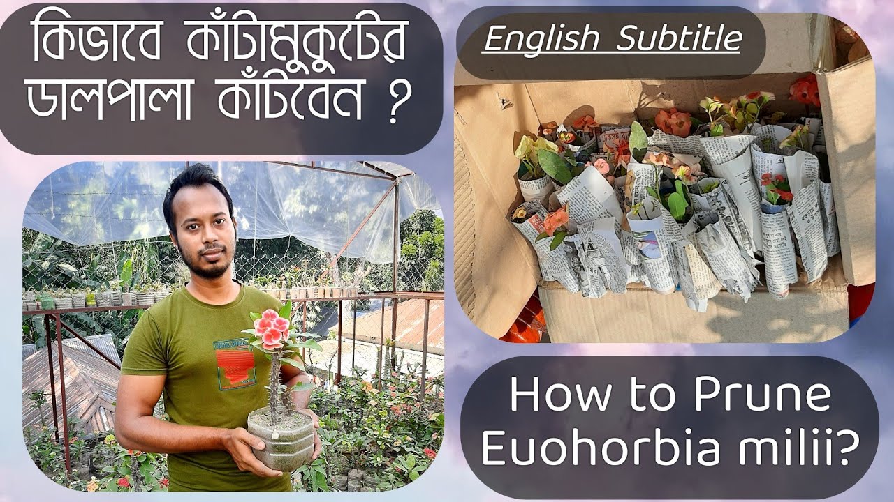 How to get perfect cutting or prune Euphorbia milii ( কাঁটামুকুটের কাটিং করার সঠিক নিয়ম) English Sub