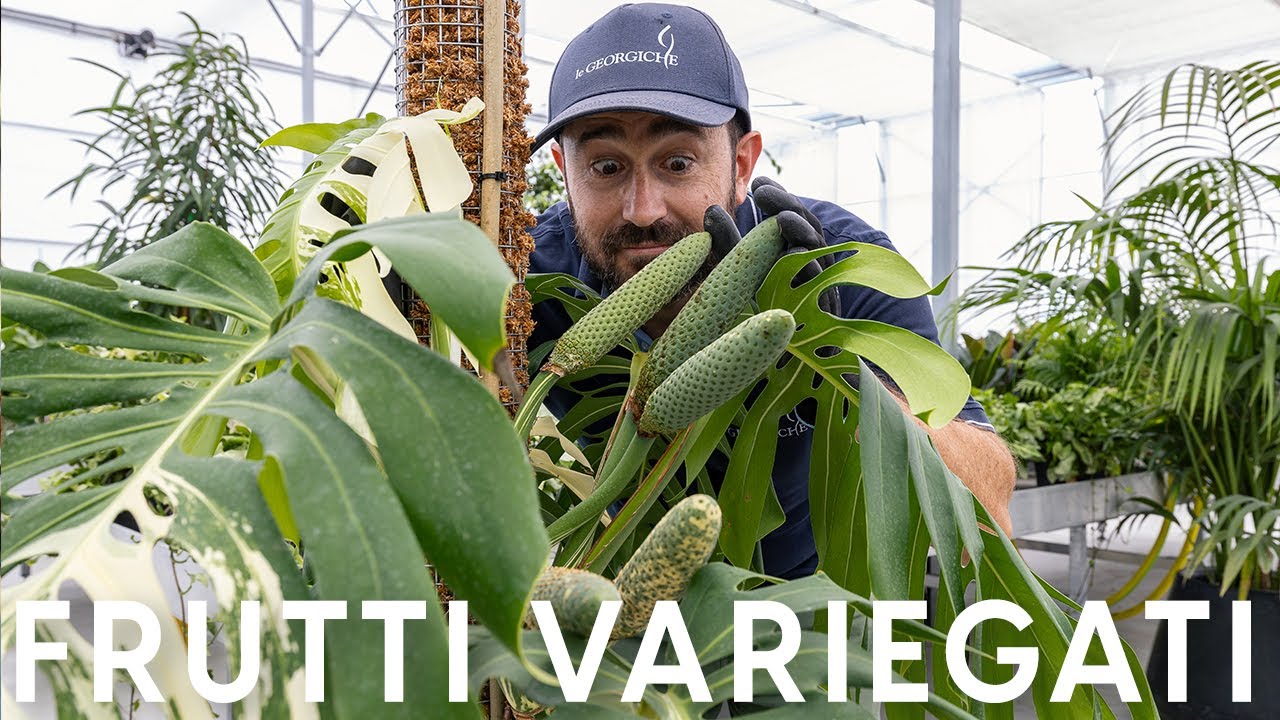 La Monstera variegata mi ha fatto i frutti! 🥰 Ecco come