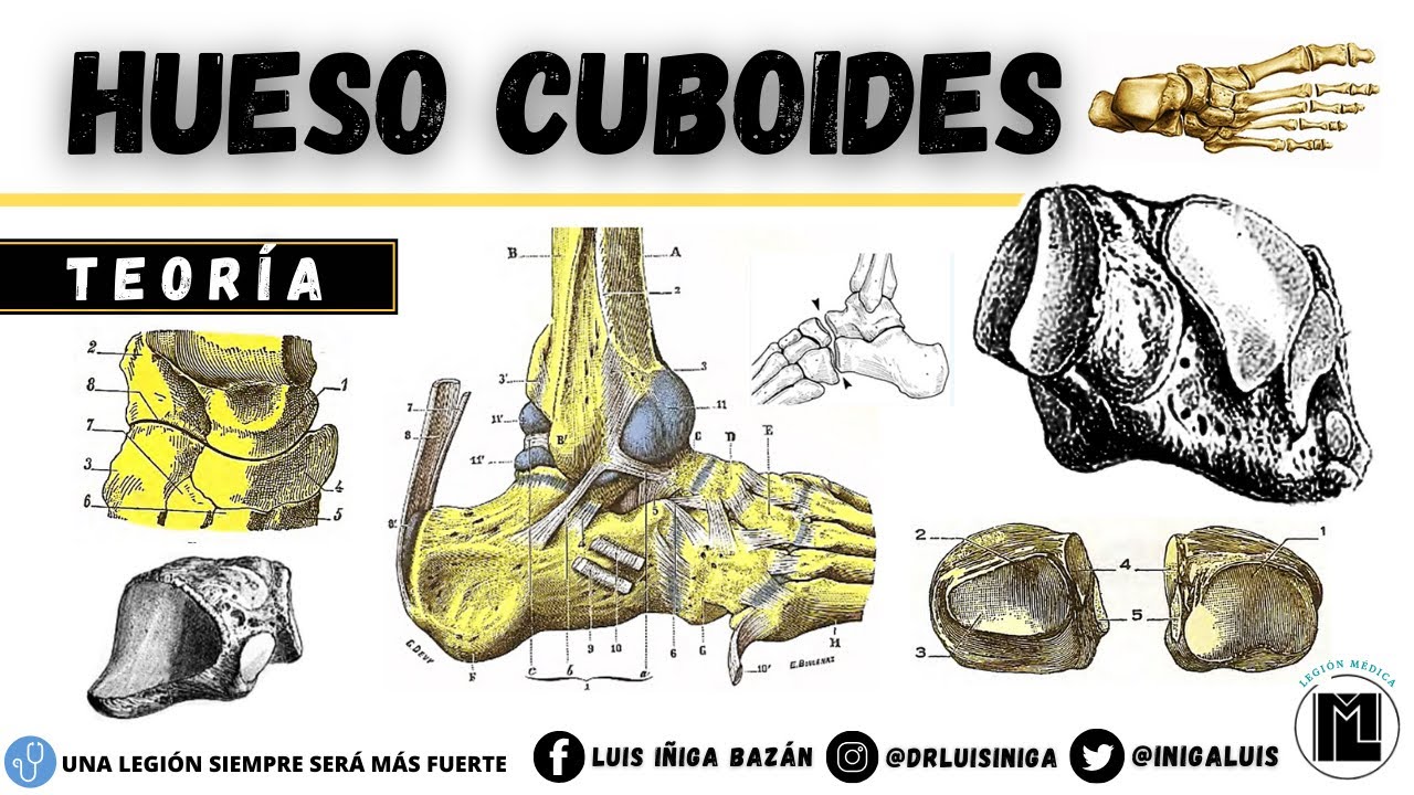 Anatomía: Hueso Cuboides | Caras, Articulaciones, Ligamentos, Inserciones musculares