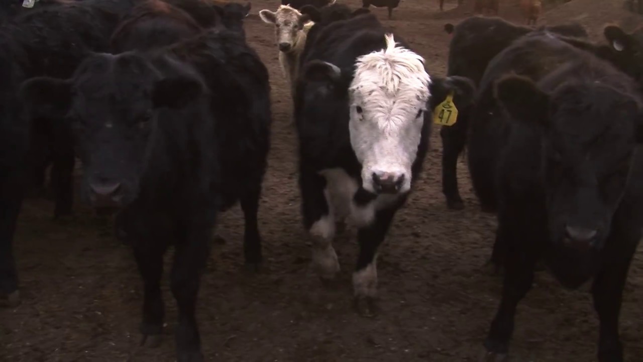 Cows watching themselves on TV.  CowTube