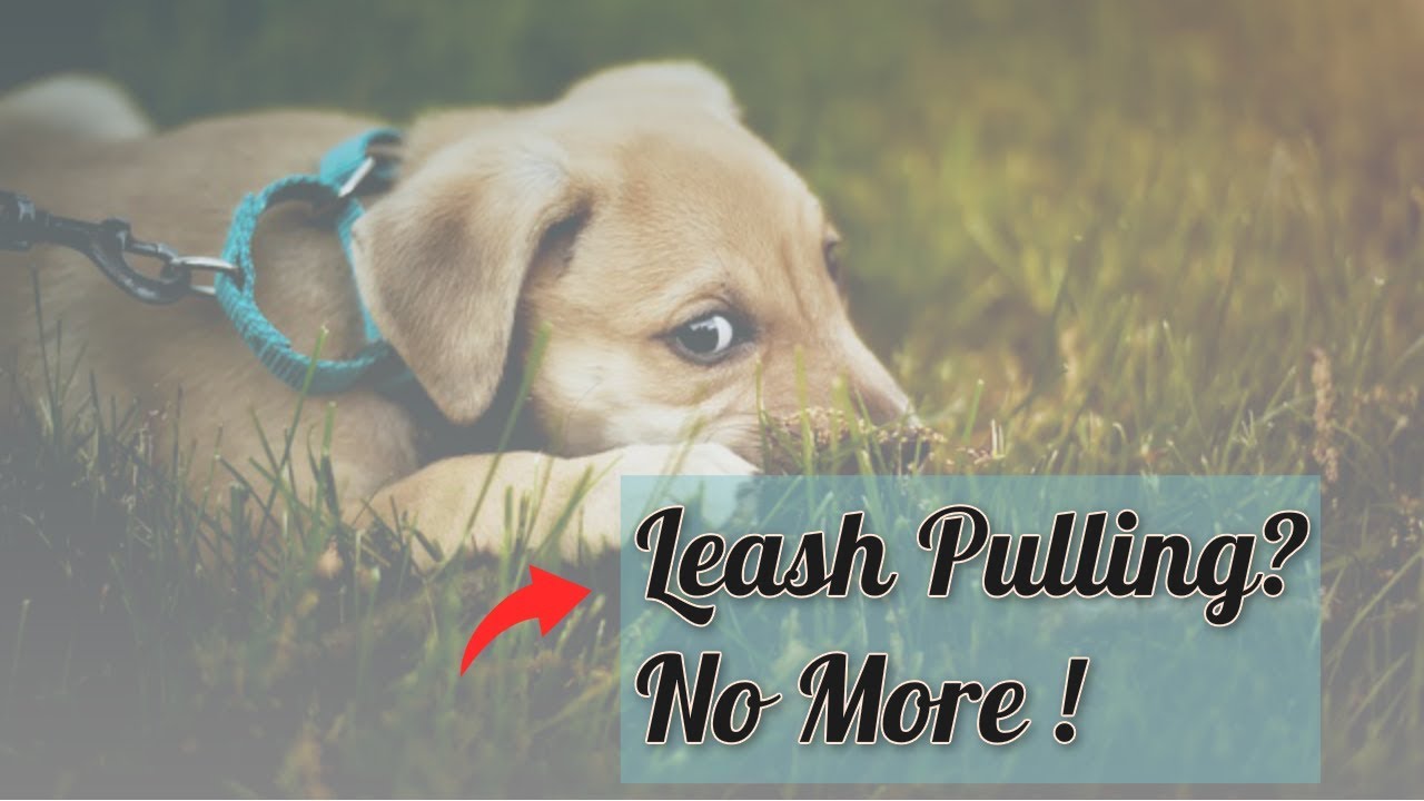 Step-by-Step Dog Leash Training 🐾 No More Yanking in 10 min!