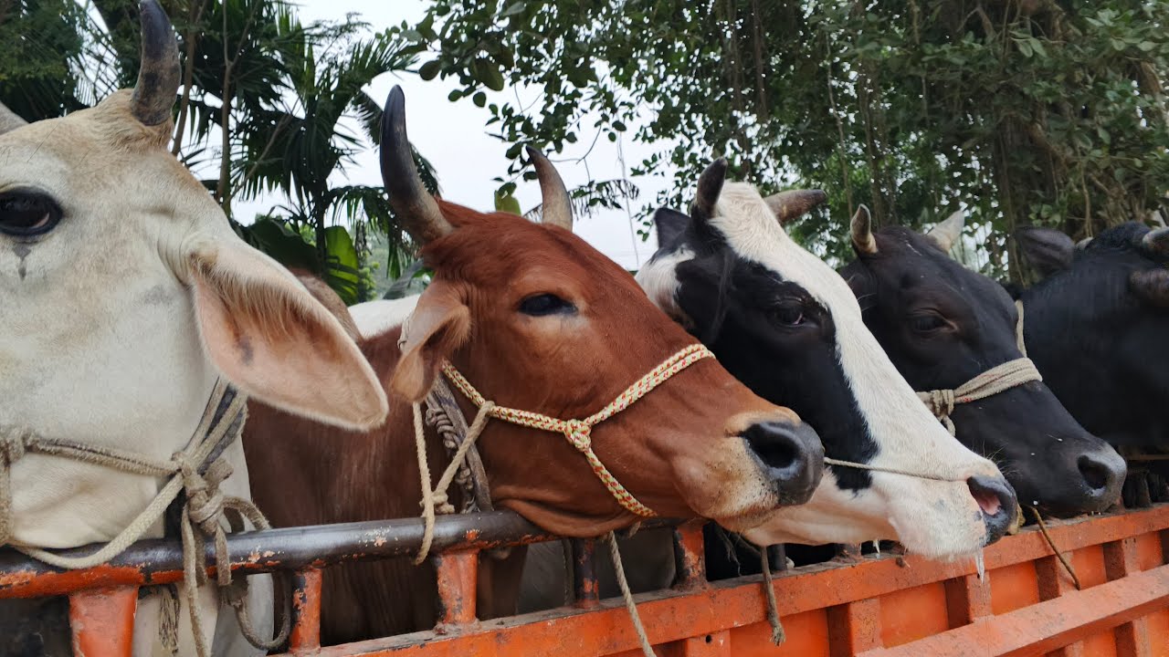 🔴 LIVE | Village Cow Market Scene 🐄 | Real Rural Cow Video