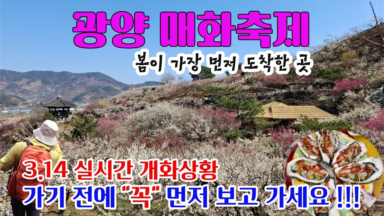 ('26.3.14) 봄이 가장 먼저 도착한 곳, 광양매화축제 역대급 개화! 꼭 보고 가야할 꿀팁 정보 리뷰 🌸 