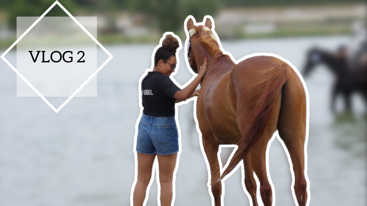VLOGMOTTE N°2 ⎟ Premières épreuves et marche dans le beuvron 💦