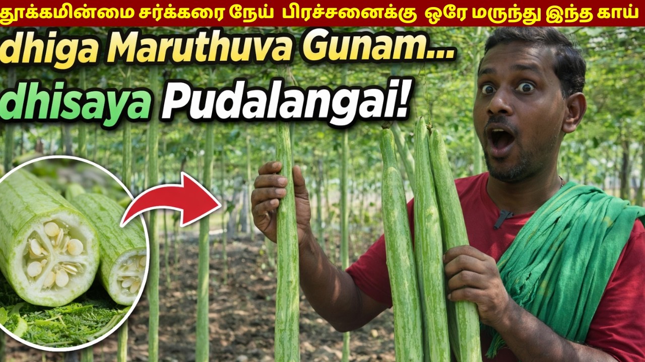 தூக்கமின்மை சர்க்கரை நேய்  பிரச்சனைக்கு  ஒரே மருந்து இந்த காய் /Remedy for Insomnia and Diabetes!”