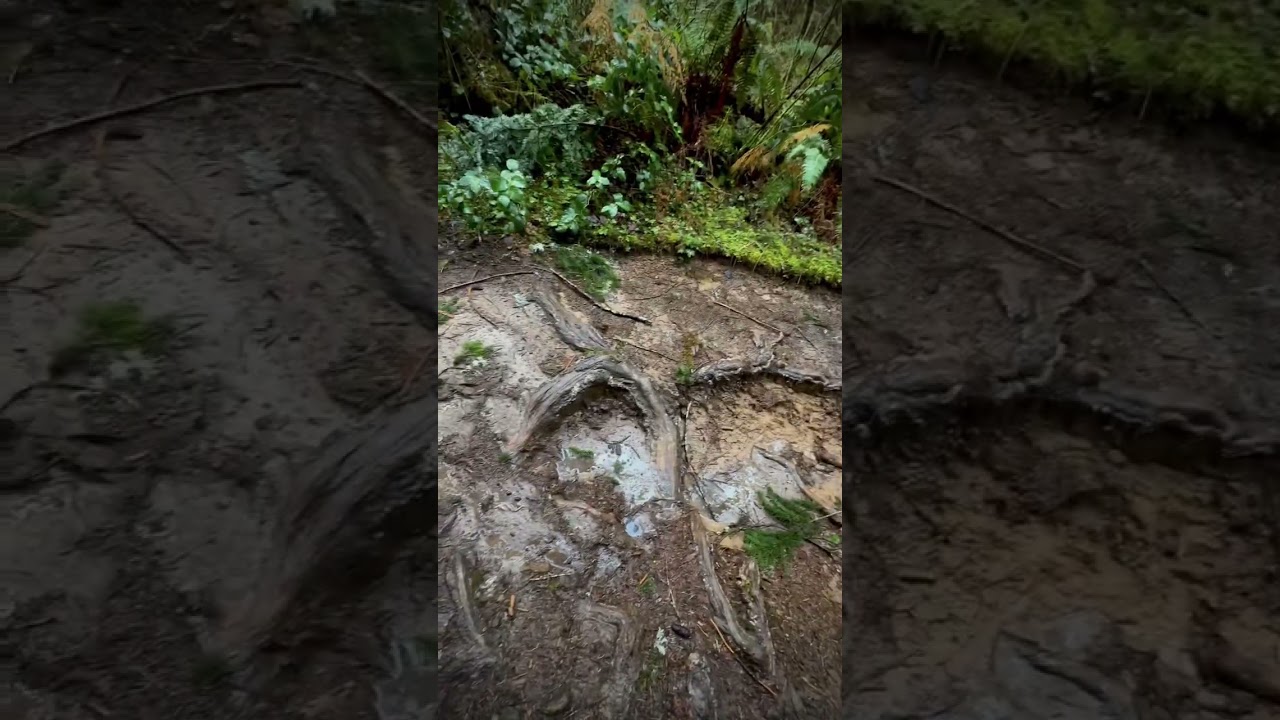 Devastation at Silver Falls after two Atmospheric Storms.