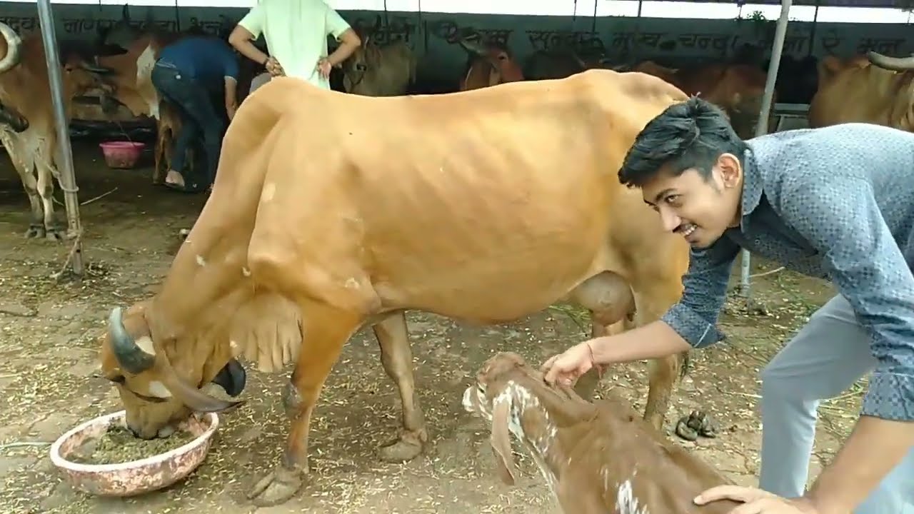 Indian Gir Cows eating carrot give milk & fast running |village life in gujrat | india