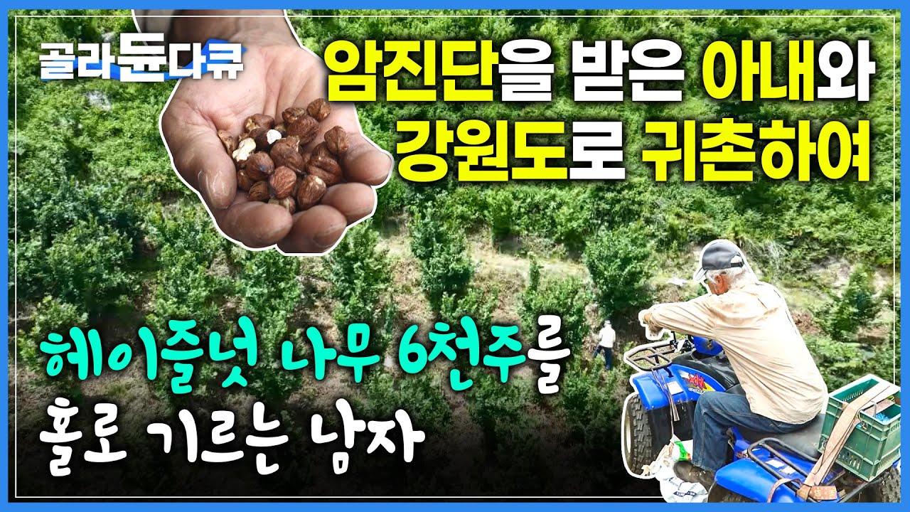 일흔이 넘은 나이에 홀로 헤이즐넛 나무 ‘6000주’를 가꾸며 사는 남자 | 이렇게 사니까 마음만은 대한민국 1% 상류층이야 | #골라듄다큐