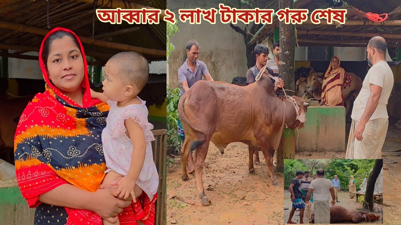 গরু বিক্রি করতে নেয়ার সময় দুর্ঘটনায় ২ লাখ টাকার গরু শেষ! 🔥