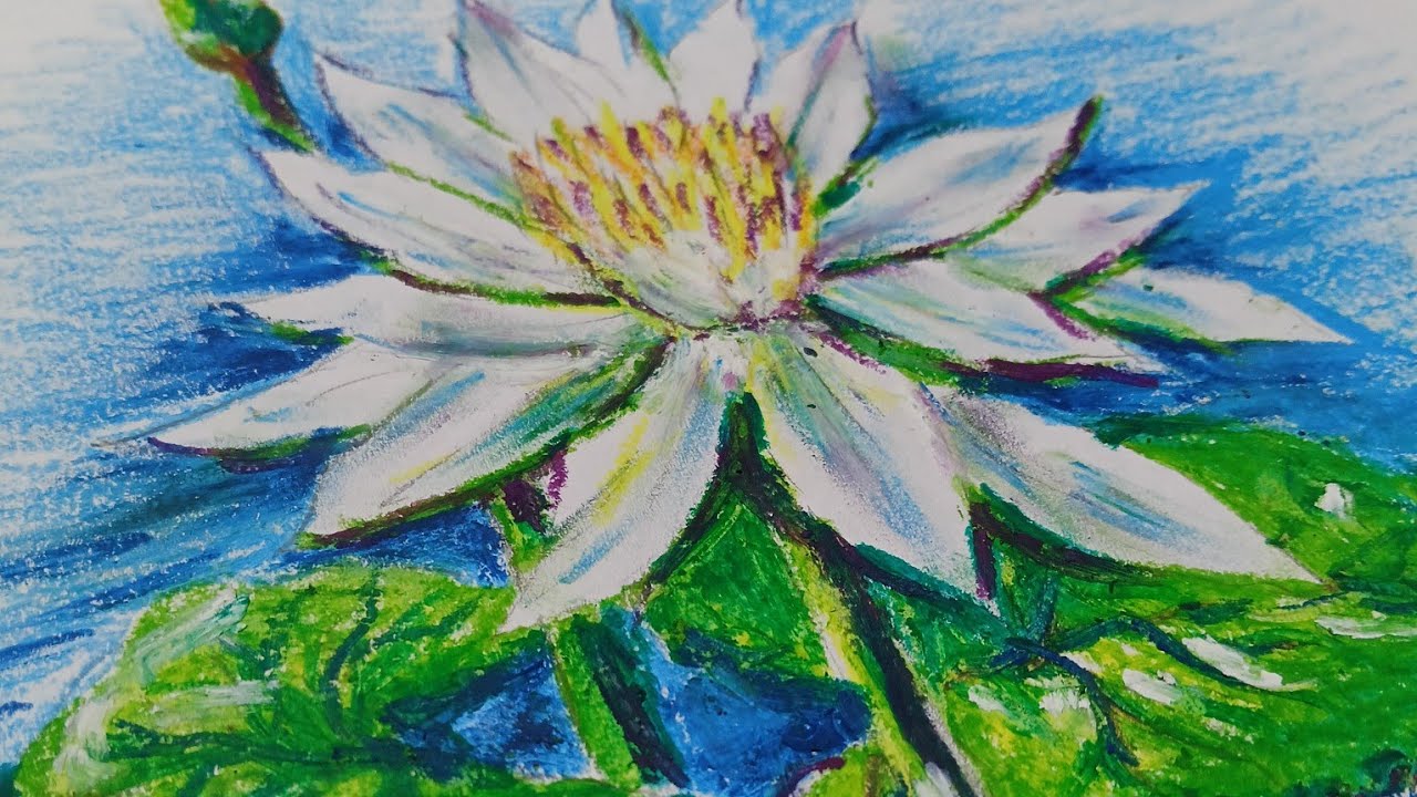 Drawing a water lily live drawing