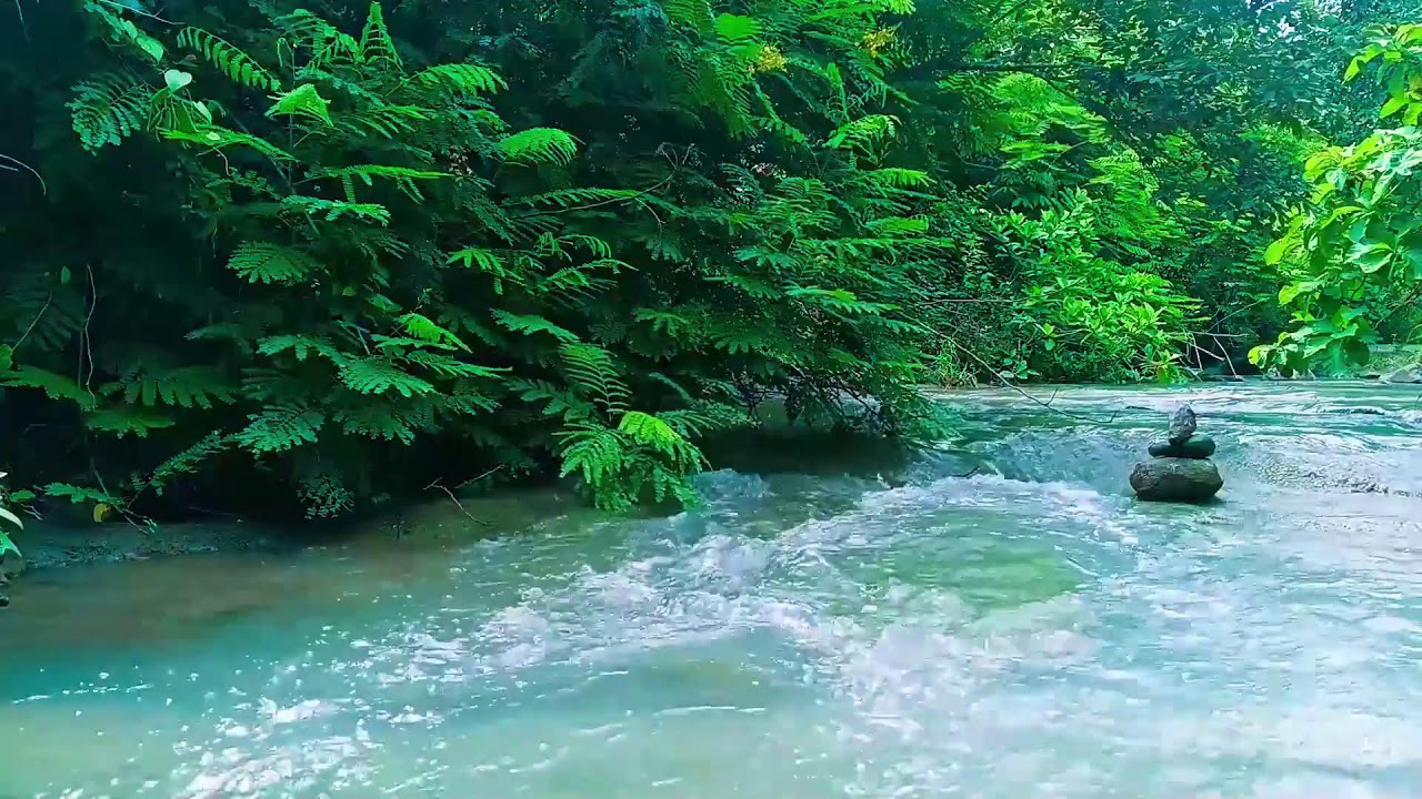 Nature Sounds for Sleeping No Ads 💧 Natural Forest Stream Ambience