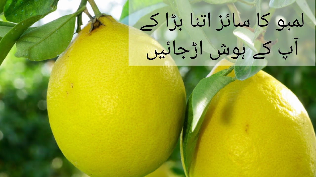 how to get lemon size big||😛