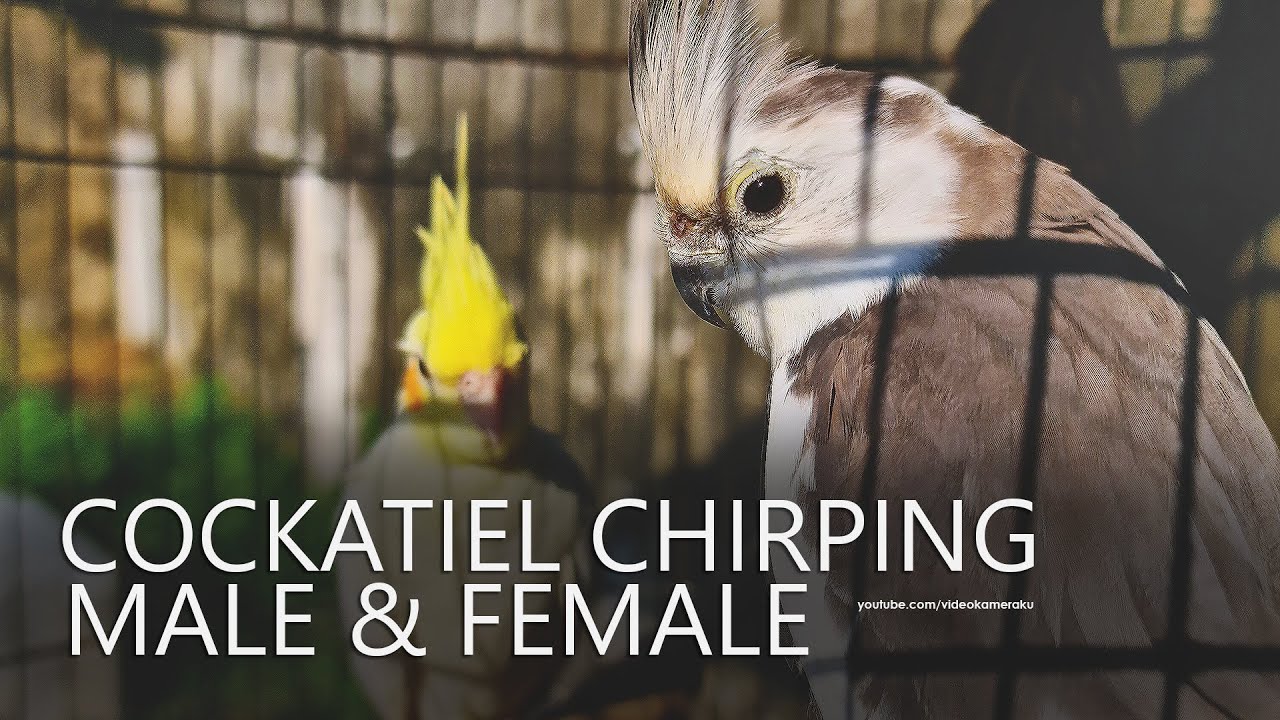 Cockatiel Sounds: Jono And His Female - 2025