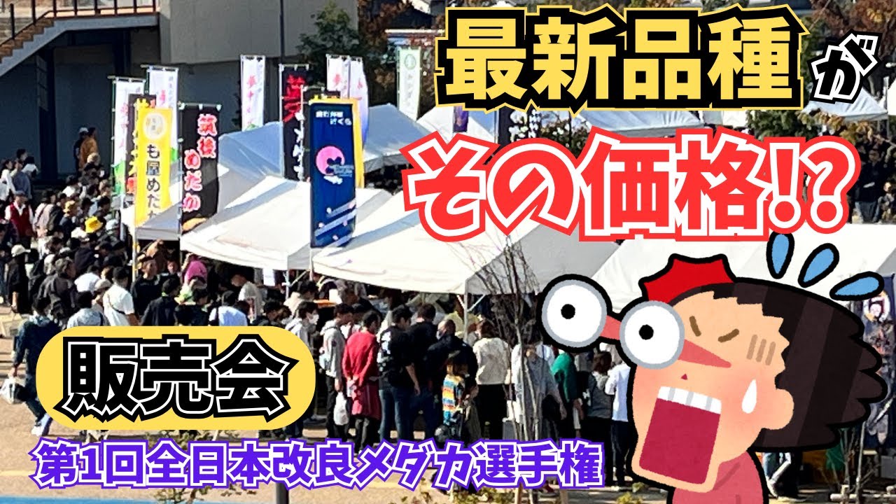 (販売会)第１回全日本改良メダカ選手権での販売会の様子　2023年11月5日
