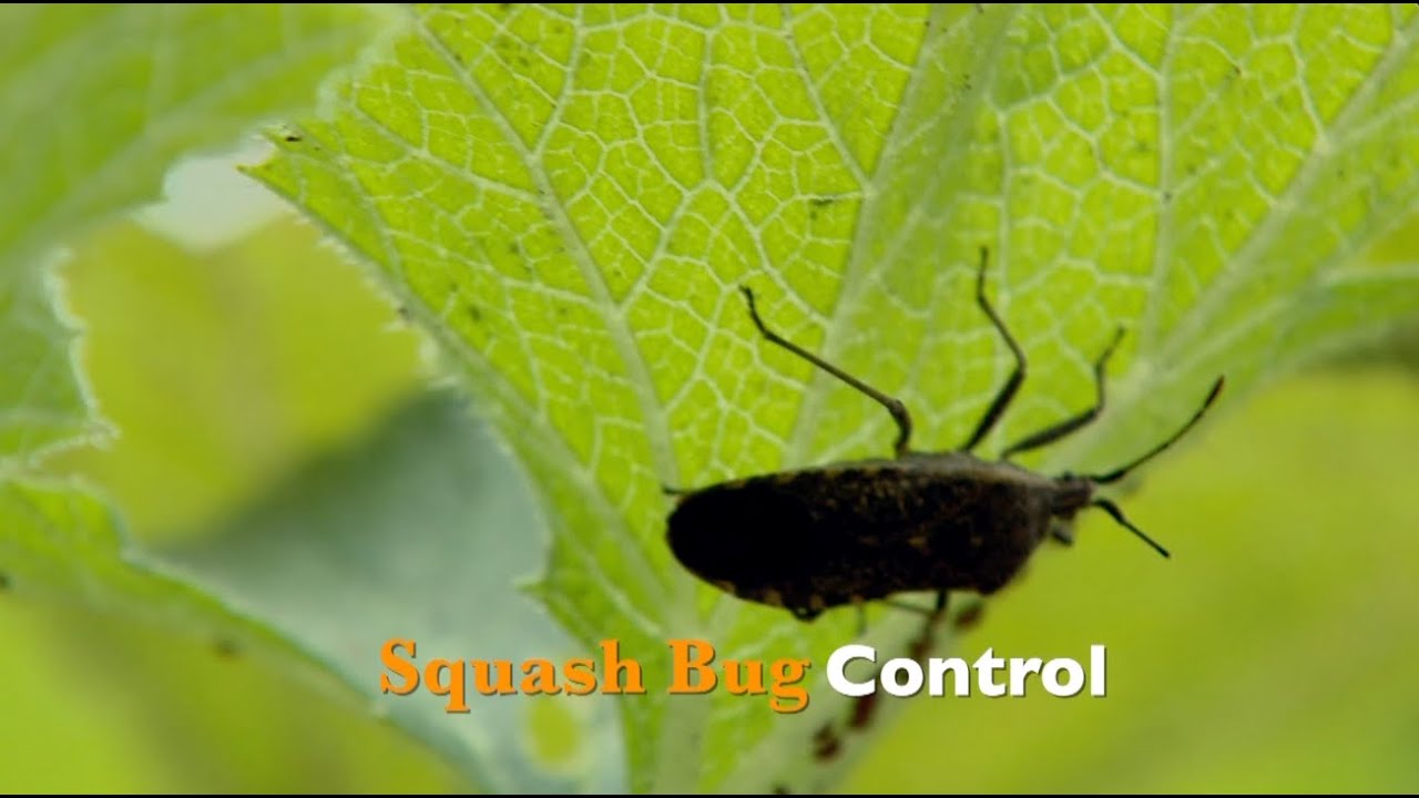 Squash Bug Control