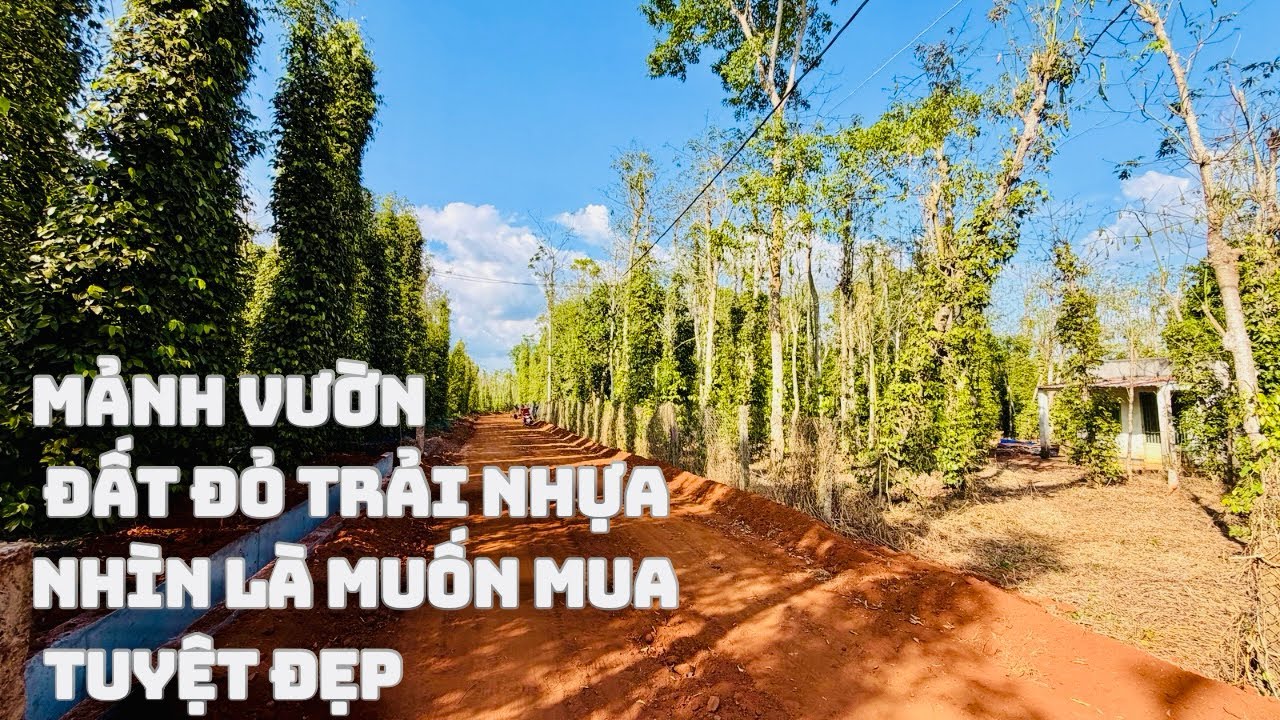 ☘️Đành Bán 4.211M2 Tiếcc Nuối| Chỉ  900Triệu    Sào Thật Không Thể Rẻ Hơn Ngay Thời Điểm Cận Tết 