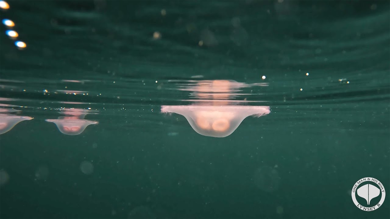 A OMAHB SHORT: Underwater