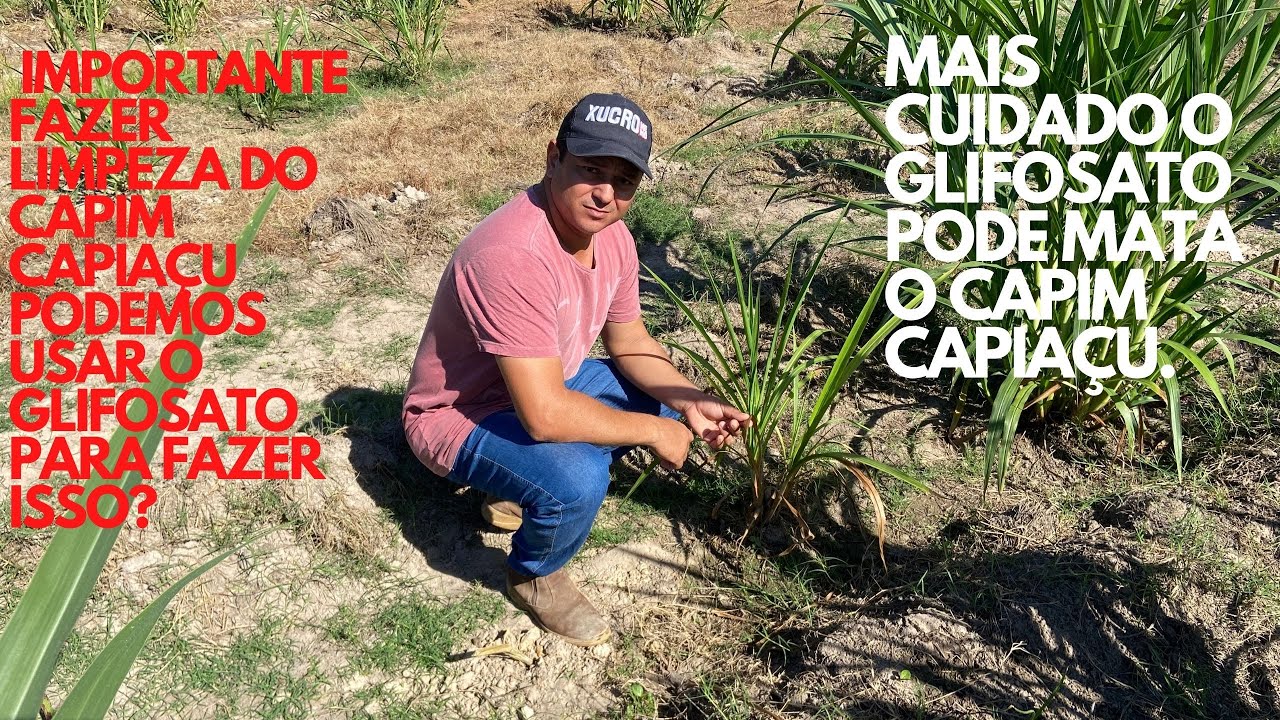 glifosato muito bom para limpeza do capim capiaçu mais precisa tomar cuidado.