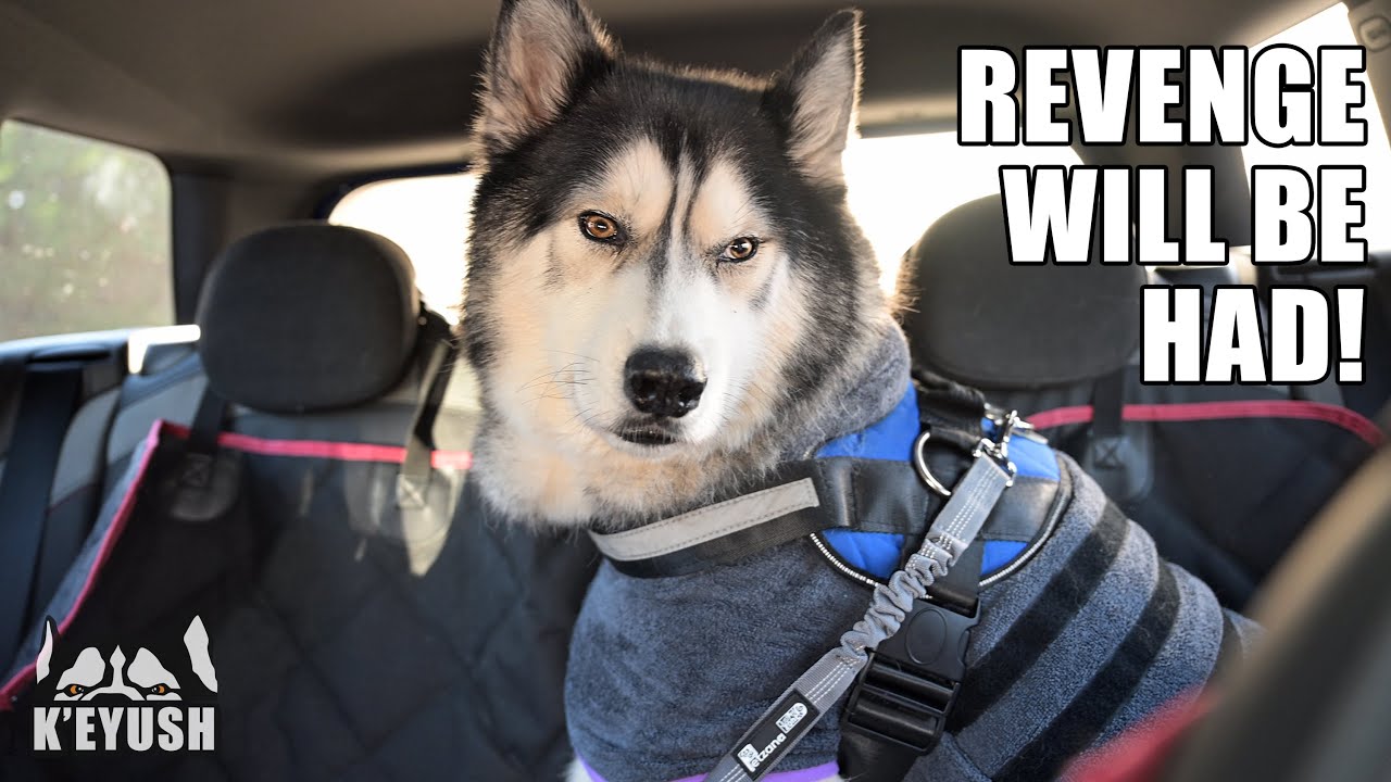 Husky Can't Stop Shaking When He's Got This On!