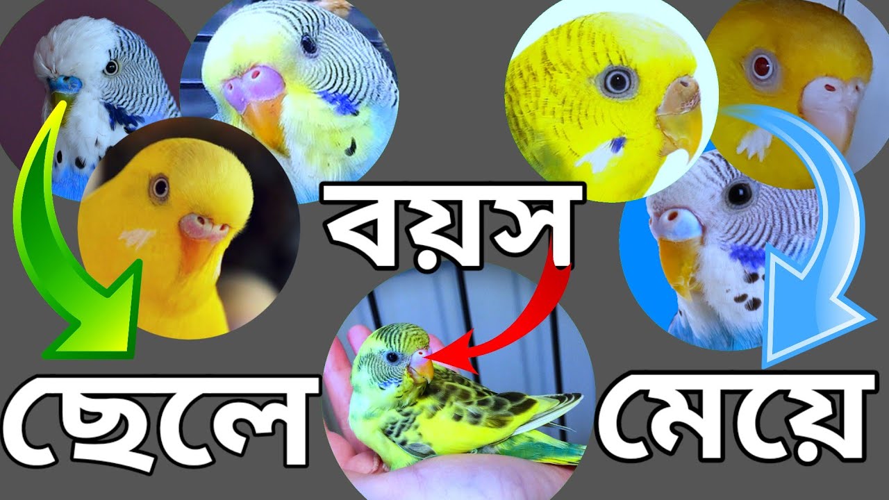 বাজরিগার পাখির ছেলে মেয়ে ও বয়স চেনার উপায়।