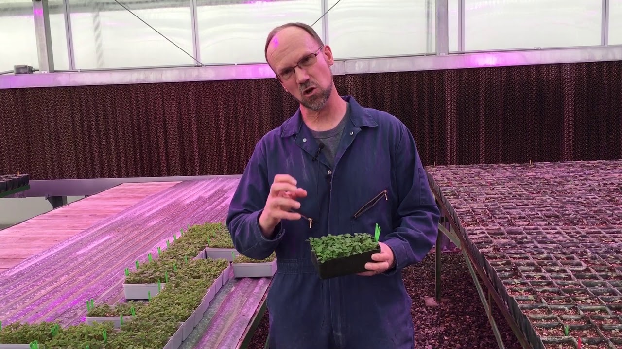 Potato Breeding