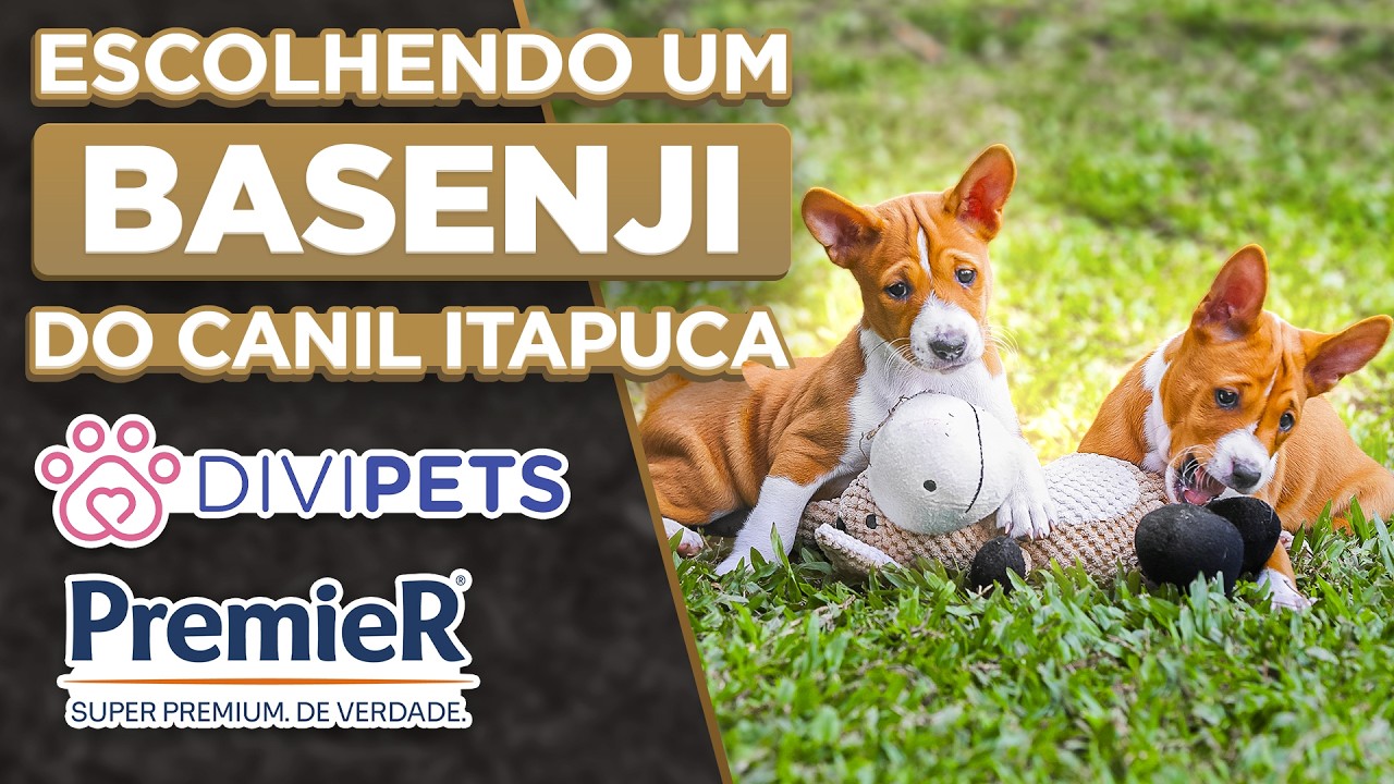 Filhotes de Basenji Canil Itapuca: Criação Ética e Amorosa | Cinofilia Digital
