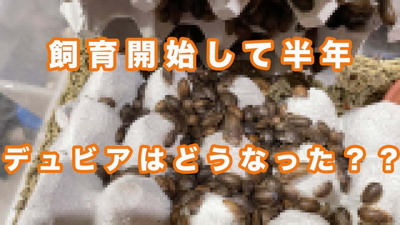 【視聴注意！！ゴキブリでます】飼育開始して半年たったデュビアはどうなったのか！？飼育開始半年経過編