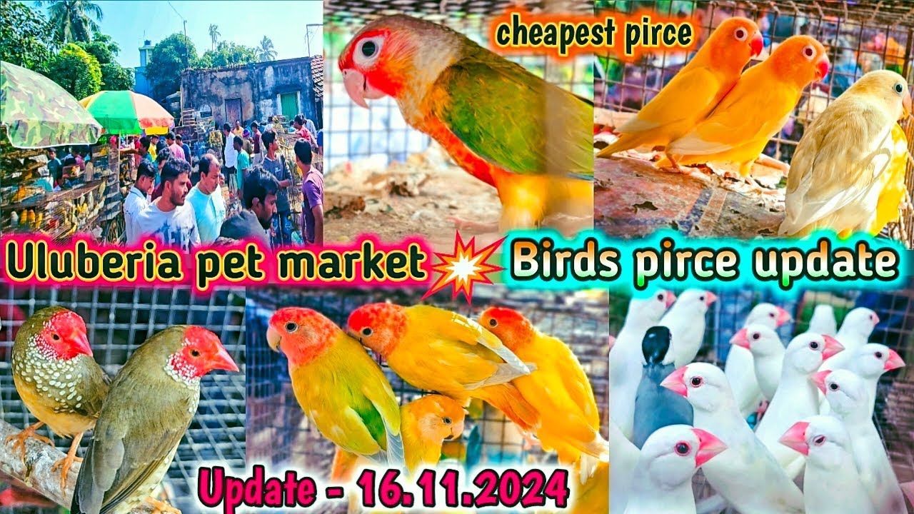 Uluberia pet market . Birds pirce updated 16.11.2024 .Uluberia pakhir haat .#cheapest #sale #viral