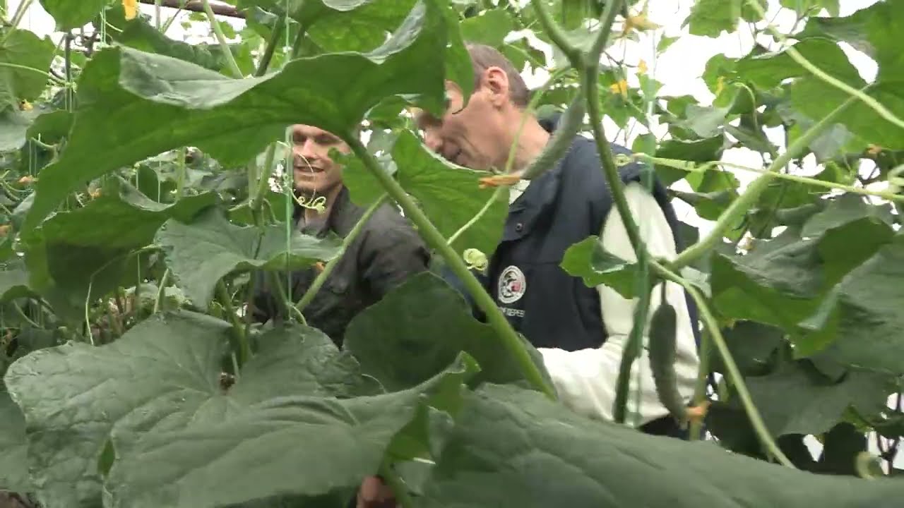 Imamo rešenje ep. 14 20.05.2019. Proizvodnja povrća u plastenicima